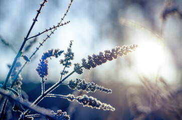 Frost on the twigs of a dry field plant