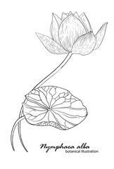 White lily, floral arrangement. botanical illustration. Lily
