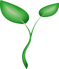 Green young sprout isolated on white background.