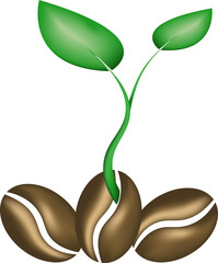 Illustration of sprouted coffee bean on a white background.