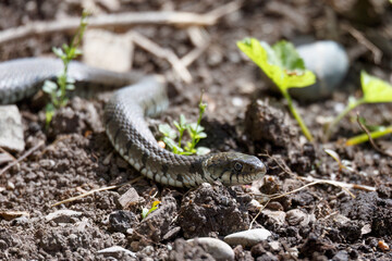 grass snake crawls through the garden