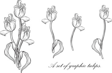 Outline tulip. line art hand drawn flowers. Tulips vector. floral illustration