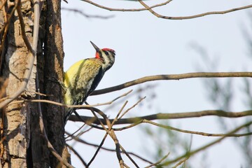 Yellow-bellied sapsucker perched on tree truck among small branches on sunny day with blue sky. 