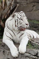 Fototapeta na wymiar White black striped tiger portrait 