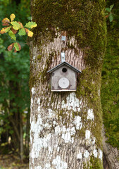 Birdhouse on a tree in the mountains