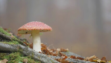 Detail of red mushroom on tree roots, autumn foliage and foggy whatever,