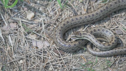 Smooth snake (Coronella austriaca) basking at the edge of pine forest