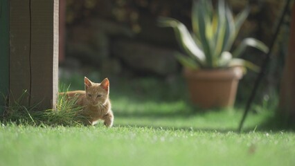 Cat lurking and sneaking by the fence in the green yard