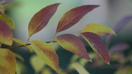 The autumn leaves begin to turn red
