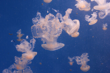 White jellyfish swimming in blue water