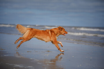 dog in water. Active nova scotia duck tolling retriever jumping on the sea. Active holiday with a pet