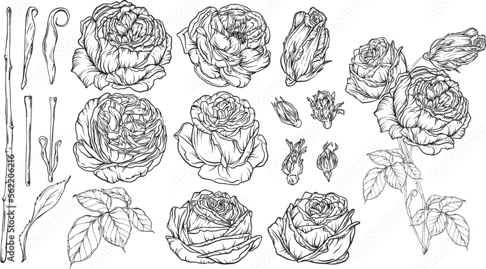 Wall mural hand-drawn floral set, a collection of roses