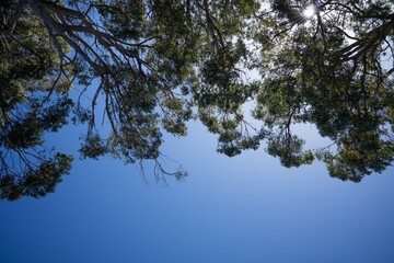 Trees and shrubs in the Australian bush forest. Gumtrees and native plants growing in Australia 