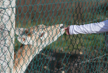 Toddler girl feeding deers through the fence