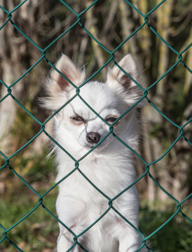 Small white dog looks angrily behind a wire fence