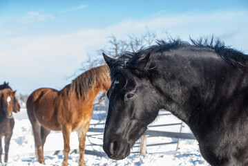 Canadian Horse in winter pasture in Quebec, Canada