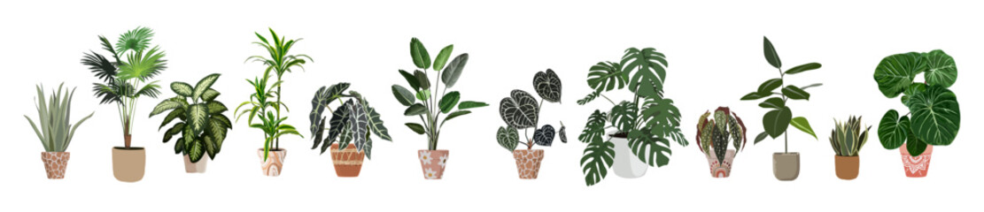 Fototapeta Indoor plants vector illustrations set. Realistic house plants in hand made pots. Exotic flowers with stems and leaves. Ficus, snake plant, ficus, begonia, monstera isolated botanical design elements obraz