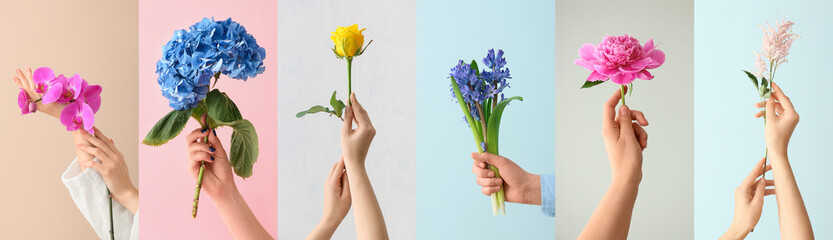 Collage of female hands with beautiful flowers on light background