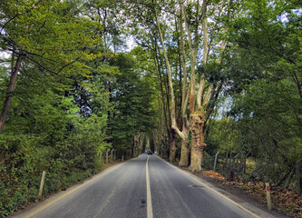 Belgrad Forests - İstanbul - TURKEY