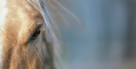 Beautiful palomino horse close up. Equestrian banner, background - obrazy, fototapety, plakaty
