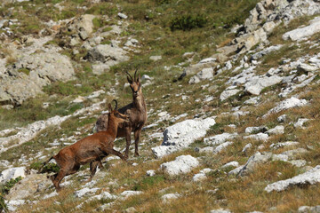 Isards 
