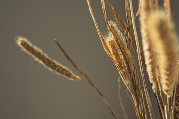 Elegant gentle dried grass bouquet with soft sunlight shadow reflections on the wall