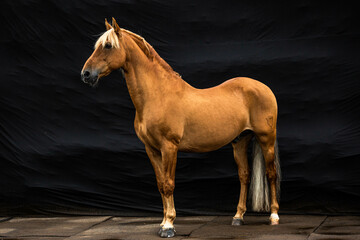 Beautiful horse against black background