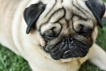 portrait of a pug