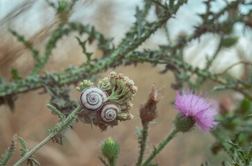 Thistle flowers, and small white snails sitting on them