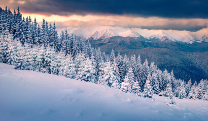 Gorgeous winter scenery. Exciting evening view of the mountain forest. Splendid winter landscape of...