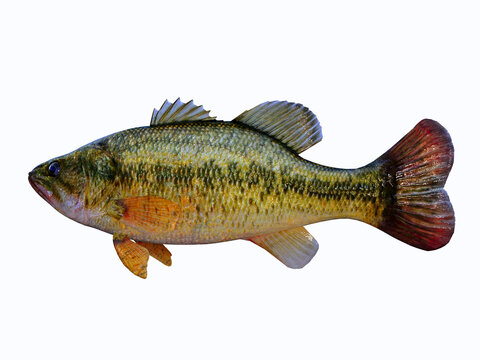 Bass Fish Profile - The Largemouth Bass is a popular freshwater game fish for anglers and is found in rivers, streams and lakes.