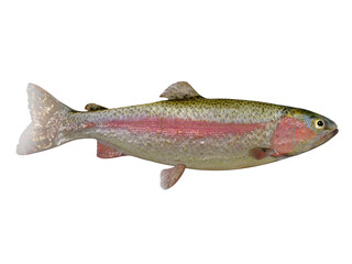 Naklejka premium Rainbow Trout Profile - The Rainbow Trout is a popular freshwater game fish for anglers and is found in rivers, streams and lakes.