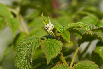Raspberry bush before flowering. Green shoot with buds. Macro.
