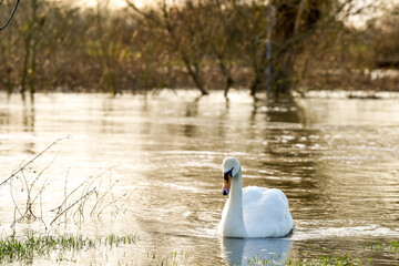 White swan in evening light of the sunset on a lake
