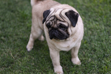 Fototapeta premium Pug