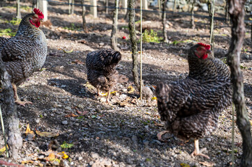 Gray and white spotted chickens in the vineyard