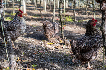Gray and white spotted chickens in the vineyard