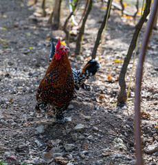 Colorful spotted hen and rooster in vineyard