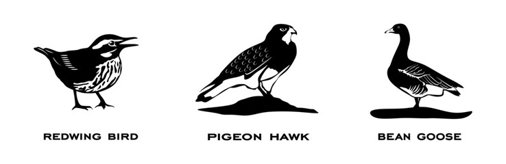 Set of birds. Collection birds. Redwing bird, Pigeon hawk, Bean goose. Birds in different poses isolated on white background. Vector illustration.