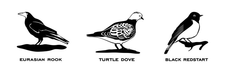 Set of birds. Collection birds. Eurasian rook, Turtle dove, Black redstart. Birds in different poses isolated on white background. Vector illustration.