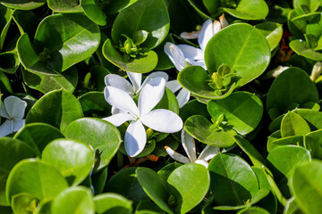 White flowers with green leaves, closeup