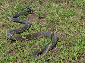 Black Mamba (Dendroaspis polylepis)
