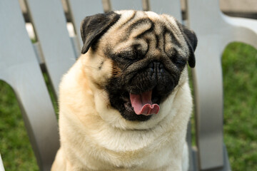 pug dog portrait