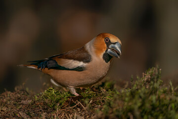  Beautiful male Hawfinch (Coccothraustes coccothraustes) in the forest of Noord-Brabant in the Netherlands.                               