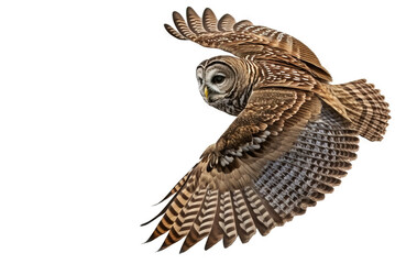 Barred Owl in flight on white background.  Raptor bird of prey image showing wing span and feather details was created with digital art.