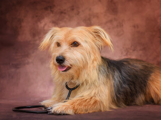 Portrait of a brown mixed breed dog with a stethoscope, veterinary clinic, dog treatment, studio photo, on a brown background