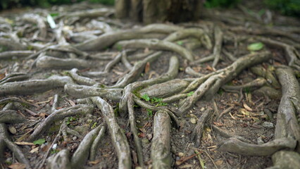 Tree roots on ground. Natural ramifications