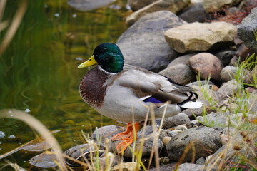 duck in the pond