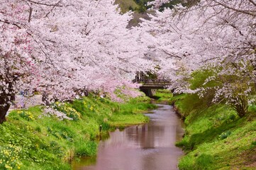 忍野村の桜並木