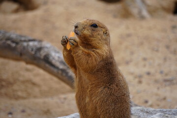 prairie dog eating